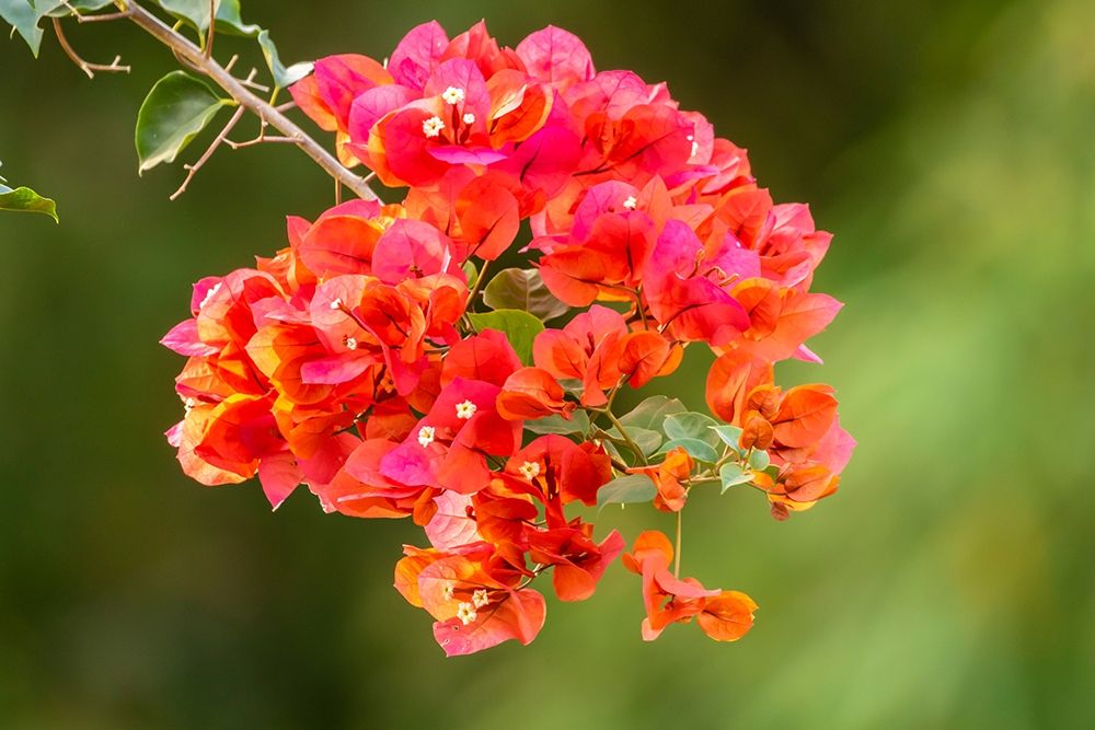 Caribbean-Tobago Close-up of bougainvillea blossoms blossom art print by Jaynes Gallery for $57.95 CAD